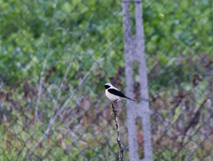 Culbianco e Monachella in migrazione